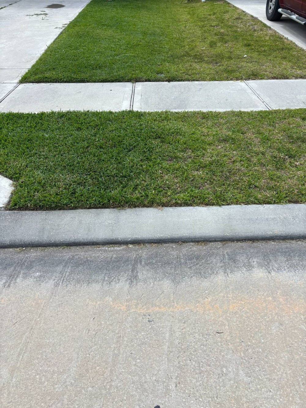 A curb strip where the Thrive-fed half is dense and green and the untreated half is thin and faded
