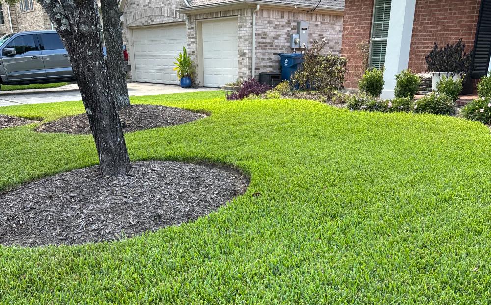 Thick, deep-green St. Augustine lawn fed on Thrive’s organic program