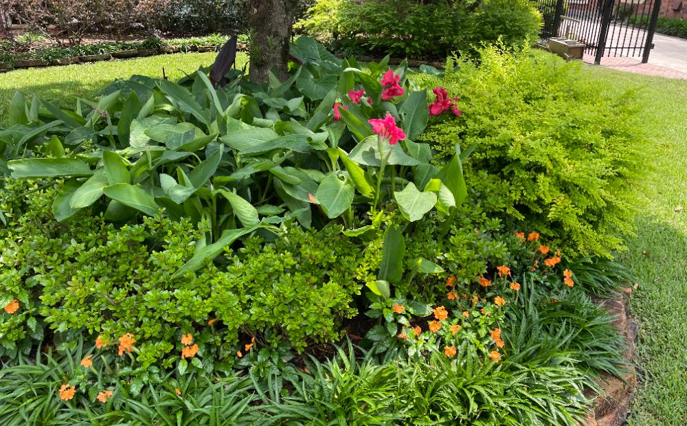 A full Houston bed of cannas, boxwood, ferns, and blooming ornamentals fed on Thrive’s organic program