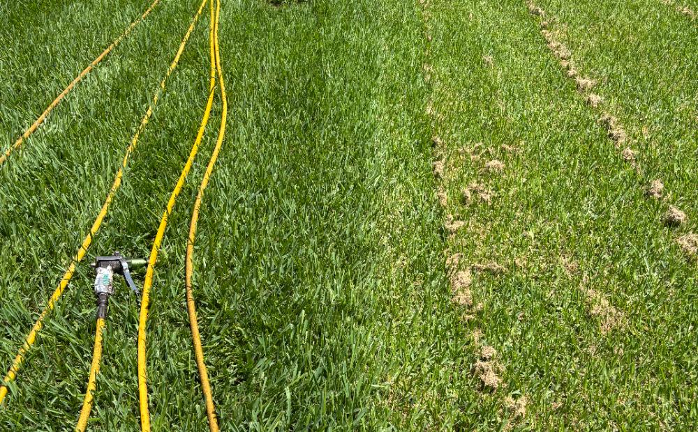 Dense green turf on the left beside thinning, patchy grass that has not been soil-fed