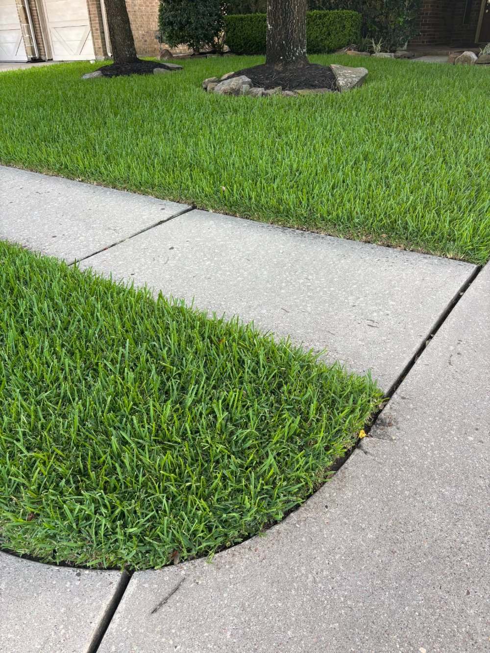 Crisp, thick lawn edge along a Houston sidewalk after organic fertilization
