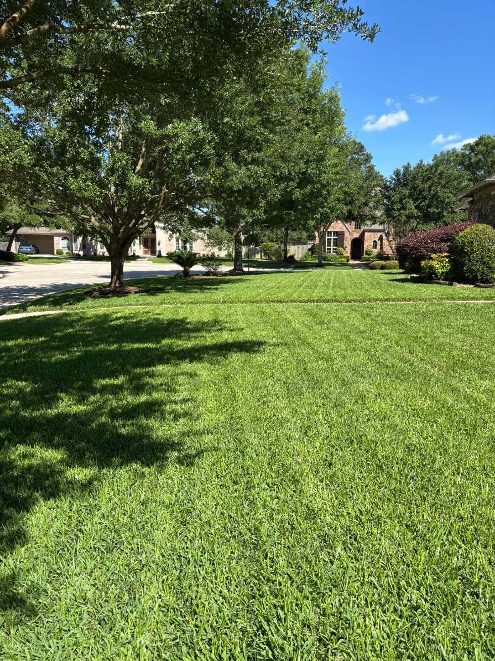 Lush green lawn thriving under mature oak trees in Houston