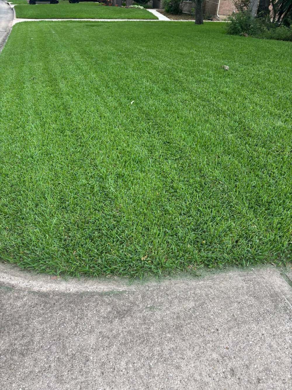 Dense, carpet-thick St. Augustine lawn fed organically by Thrive
