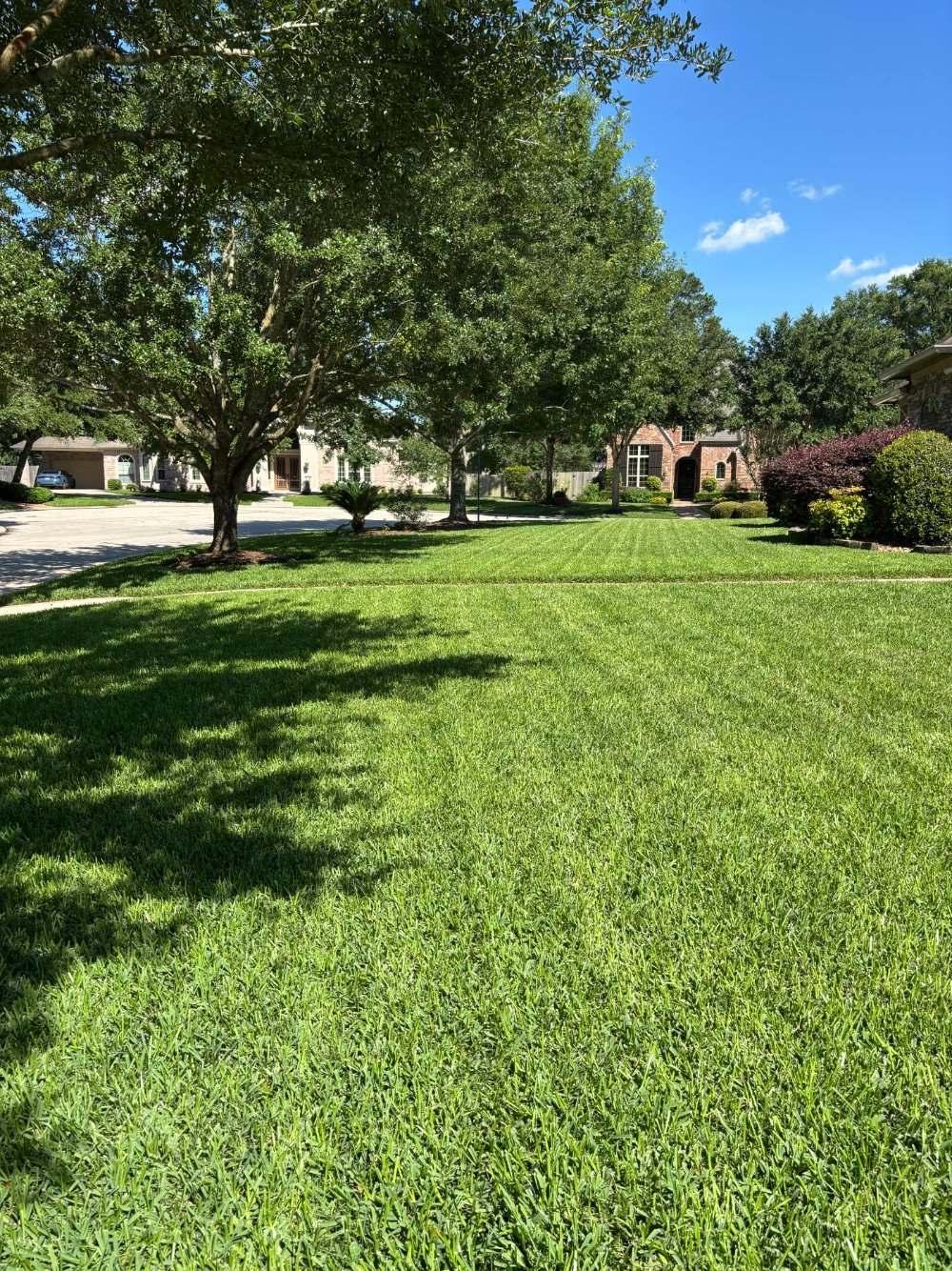 Lush green lawn thriving under mature oak trees in Houston